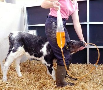 Figure 7. Oral rehydration therapy in a scouring calf.