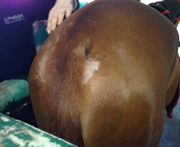 Figure 1b. Self-trauma resulting from Oxyuris equi infection. Note the absence of dorsal tail lesions in the latter.