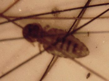 Figure 2. The common biting louse, Bovicola (or Damalinia) equi.