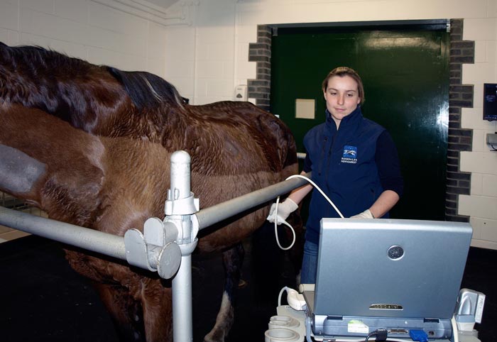 Figure 5. Abdominal ultrasound is a useful tool when assessing the horse with colic.