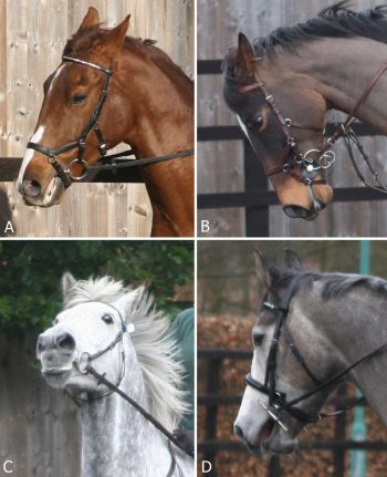 Figure 1. Heads of four ridden horses with lameness or poor performance showing facial expressions that were shown to be reliable indicators of musculoskeletal pain. [A] Both ears back, intense stare, tension in the muscles around the eye, lips parted exposing gums and tongue, the front of the head is in front of the vertical. [B] Both ears back, exposure of the sclera, intense stare, the front of the head is 30° behind the vertical. [C] Exposure of the sclera, lips slightly parted exposing tongue, asymmetrical position of the bit, head tilted, severely above the bit. [D] Intense stare, mouth widely open.