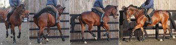 Figure 2. One horse before (A and B) and after (C and D) pain-causing poor performance had been abolished with diagnostic analgesia. In image A the horse is cantering on the right rein. The horse is moving crookedly, is "bunny hopping" and croup high, the ears are back, and the mouth is open, exposing gums and teeth. Compare with image C, in which the horse is cantering on the right rein, after diagnostic analgesia. The horse is moving straight, is "uphill", the mouth is closed and the ears are forwards. In image B, the horse is trotting. The horse is crooked, swishing the tail violently and the head is tilted. Image D is of the horse trotting after diagnostic analgesia. The horse is straight, the tail is relaxed and the head is straight.