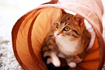 Cat in tunnel.