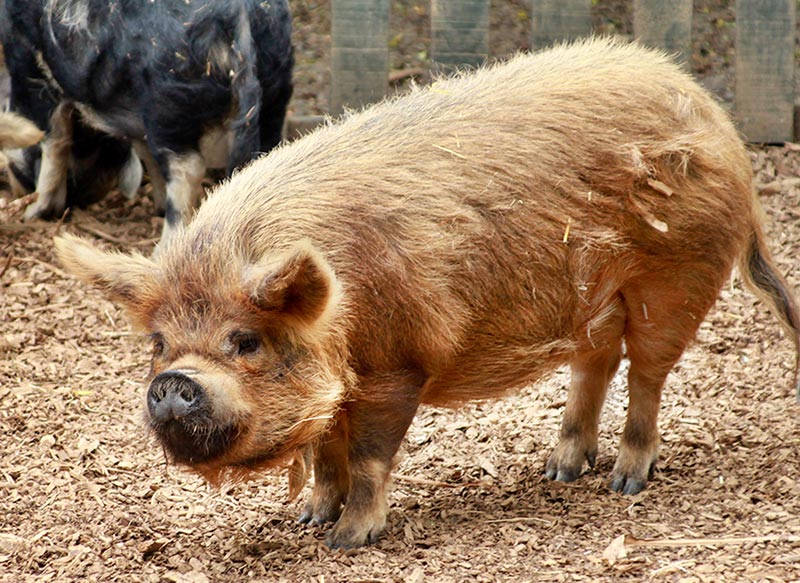 Figure 1d. A Kunekune pig, a Maori breed. Image © Brian Gratwicke, CC BY-SA 4.0