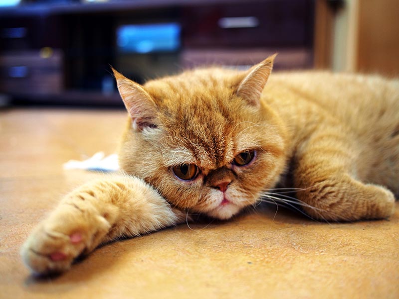 Figure 1a. Brachycephaly has been bred into many species. This photo shows an exotic shorthair cat bred as a short-haired version of the Persian, an Iranian breed modified by further shortening of the face by European breeders. Image © Melv L Macasr, CC BY-SA 4.0