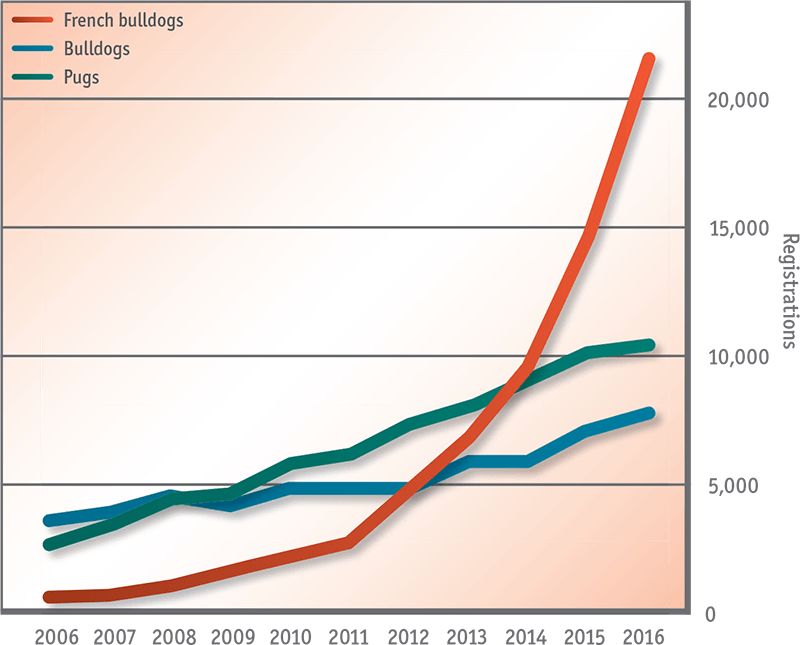 Figure 3. The rise in registrations of bulldogs, French bulldogs and pugs with The Kennel Club between 2006 and 2016.