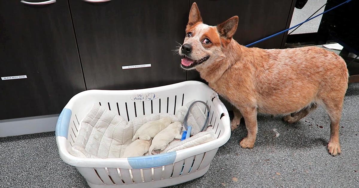 How To Help A Dog Into Labour