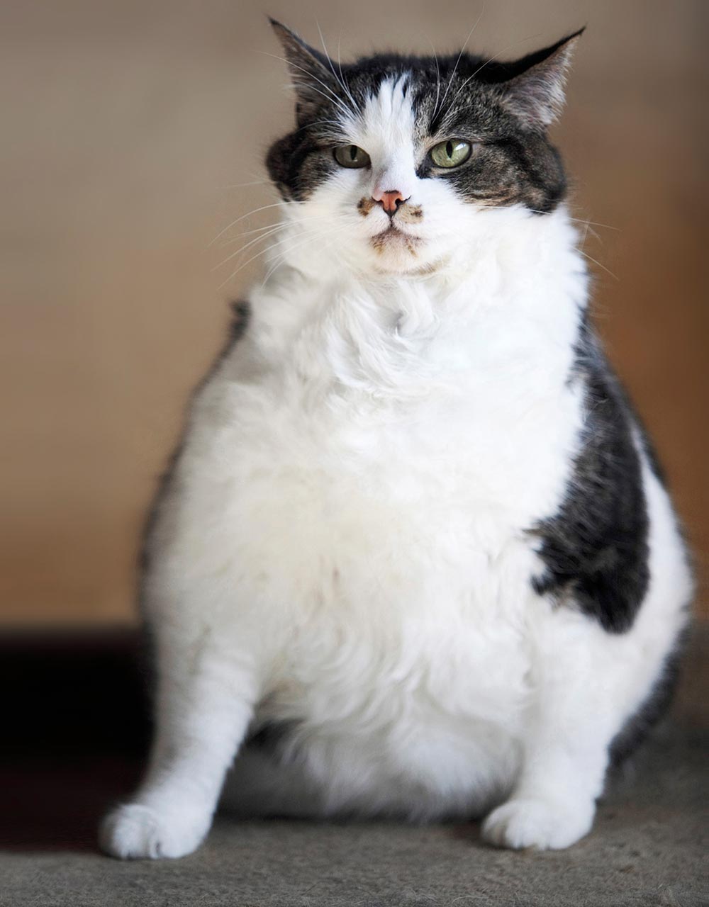Overweight animals feel more pain from OA. Image © RSPCA