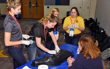 A student practical lab session practising IV catheterisation held the day before the main convention. Image: AAEP.