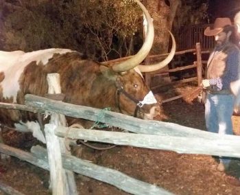 Longhorn cattle. Image: AAEP.