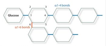 Figure 2. Normal glycogen structure showing the two types of glycosidic bonds.