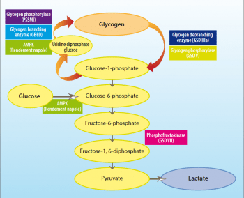 Figure 1. Basic schematic showing stages in glycogenesis/glycogenolysis affected by some glycogen storage diseases.