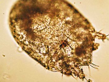 Figure 2. Hatching grain mite egg.