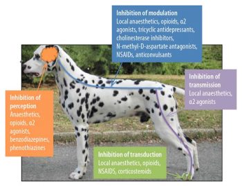 Figure 2. Action of different analgesic levels on the pain pathways. Image: Alessandra Mathis.