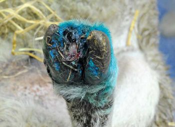 Figure 2. Virulent foot rot. The disease has progressed into under-running of the sole and separation of the hoof wall from the underlying tissue.