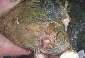 Figure 3b. Contagious ovine digital dermatitis. The lesions progress to the separation at the skin-horn junction of the coronary band and under-running of the horn down to the sole.