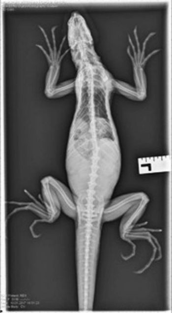 Dorsoventral radiograph of the green iguana demonstrating follicles present in the caudal coelomic cavity.