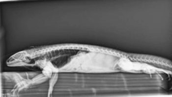 radiographs of the green iguana demonstrating follicles present in the caudal coelomic cavity.