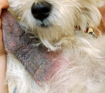 Figure 1a. A one-year-old male entire West Highland white terrier with erythema, lichenification and hyperpigmentation in the axillae.