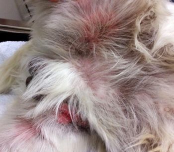 <strong>Figure 2</strong>. A West Highland white terrier with erythema and crusting in the medial hindlimbs associated with <em>Malassezia</em> dermatitis.