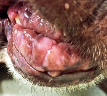 <strong>Figure 3</strong>. Marked gingival hyperplasia in a dog on chronic ciclosporin therapy.