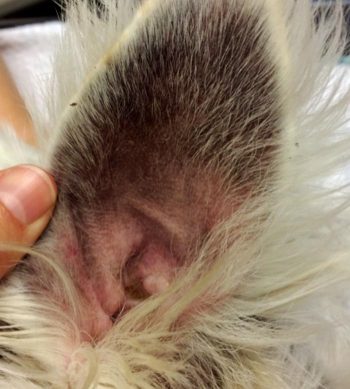 <strong>Figure 5</strong>. Erythematous otitis externa.