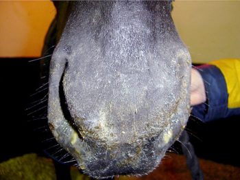 Figure 1. Would you habitually take swabs for influenza from horses with laboured breathing or snotty noses? 