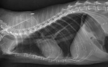 Right lateral radiograph of a sedated cat with inflammatory lower airway disease diagnosed on airway cytology. Air-trapping (suggesting bronchospasm) and aerophagia are evident, but changes in the lung fields are subtle, as might be expected in true asthma.
