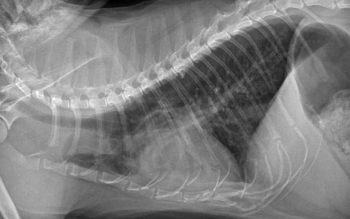 Right lateral radiograph of a cat with inflammatory lower airway disease, showing a classic diffuse bronchointerstitial pattern as might be expected in bronchitis.