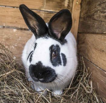 Domestic rabbits are commonly affected by Encephalitozoon cuniculi infection. Image: Vera Kuttelvaserova / Adobe Stock