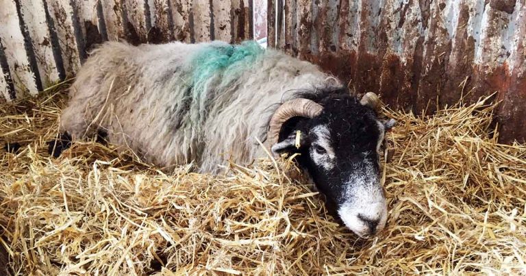 Ketosis in sheep: causes, clinical signs and prevention in ewes | Vet Times