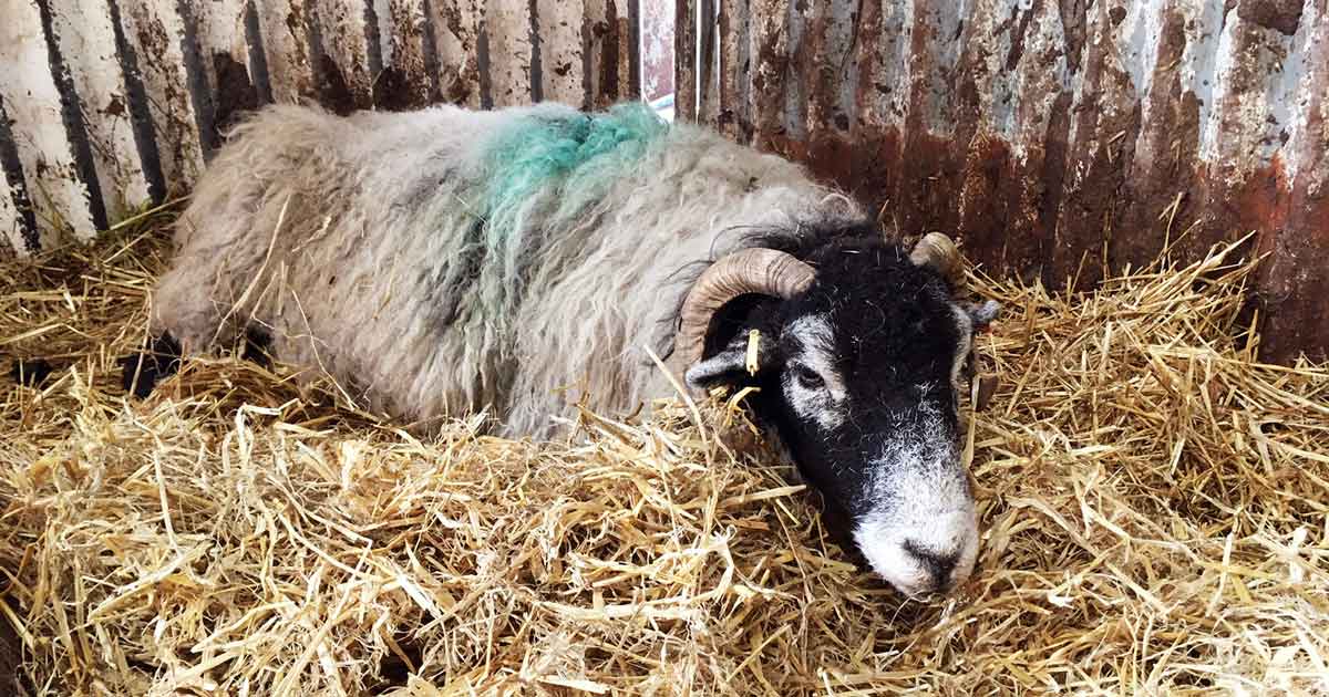Figure 1. A Swaledale ewe with recumbency and depression. This ewe was treated for ketosis and hypocalcaemia.