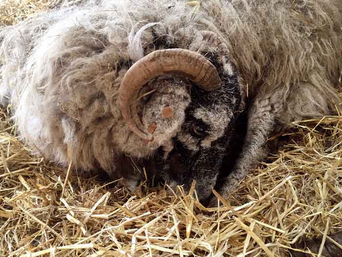 Figure 2. A Swaledale ewe with recumbency and depression. This ewe was treated for ketosis and hypocalcaemia.