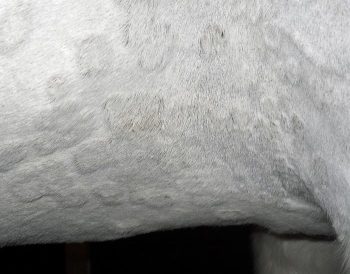 Figure 1. In some skin conditions, such as this case of urticaria, a diagnosis may be made on the basis of the history and appearance of the lesions. Image: XLEquine image archive.