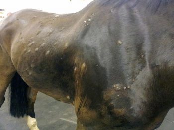 Figure 2. Owners should be made aware of the potentially infectious nature of some skin diseases, for example, dermatophilosis. Image: XLEquine image archive.