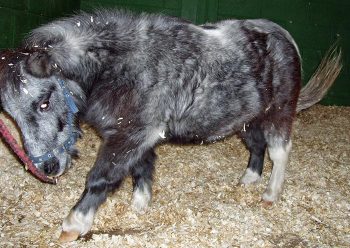 Figure 6. Severe gastrointestinal disease frequently presents with colic signs. Image: XLEquine image archive.