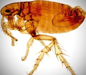 Figure 1. An adult male flea.