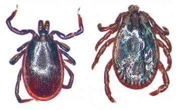 Figure 2. (left) an adult male tick (Ixodes ricinus) showing scutum (dorsal shield), which fully covers the upper body surface. Ixodes ticks act as a vector for Babesia, Borrelia burgdorferi and Anaplasma. (2b) A dorsal view of adult male Dermacentor reticulatus. This tick has been involved in the recent transmission of dog babesiosis in England (Phipps et al, 2016). Image: Richard Wall/University of Bristol (www.bristoluniversitytickid.uk).