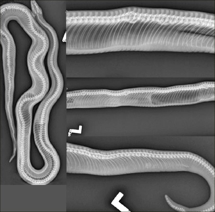 Figure 1. Radiographic views showing the multifocal proliferative changes to areas along the snake’s spine.