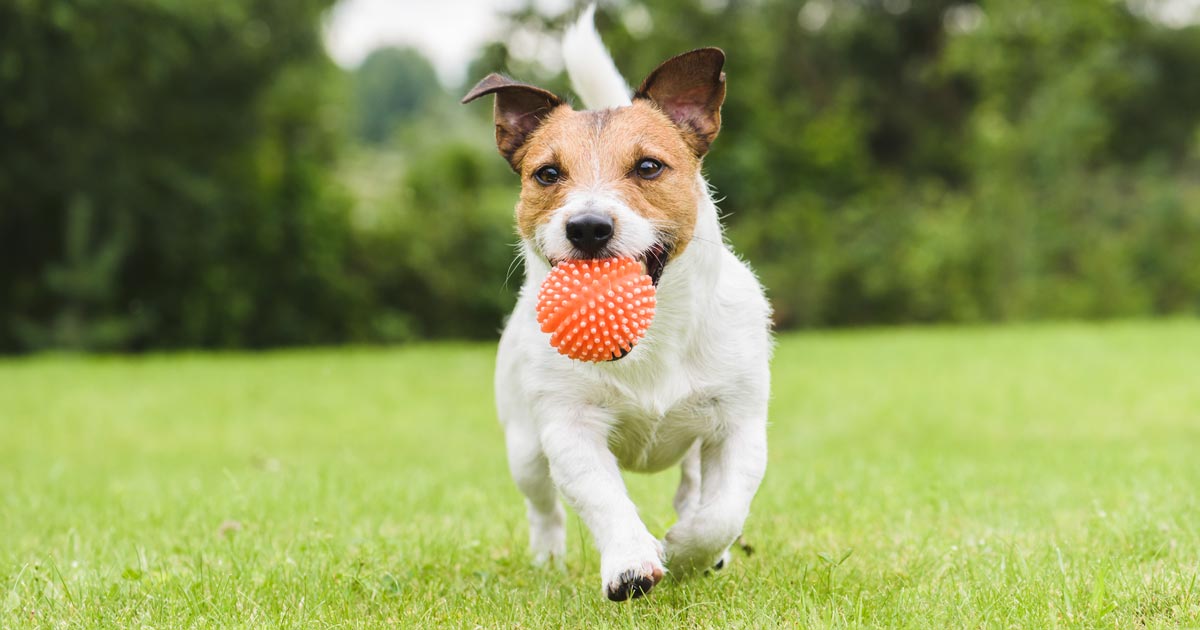 are neutered dogs happier