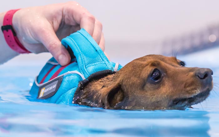 Sausage the dachshund enjoying a therapeutic swim.