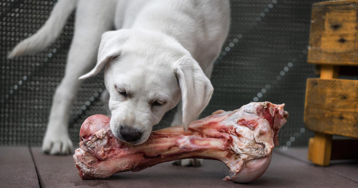 Raw food diets what why and why not Vet Times