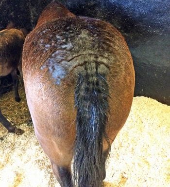 Figure 2. Evidence of localised epidermal hyperplasia, self-excoriation and alopecia at the head of the tail and surrounding area secondary to insect bite hypersensitivity.