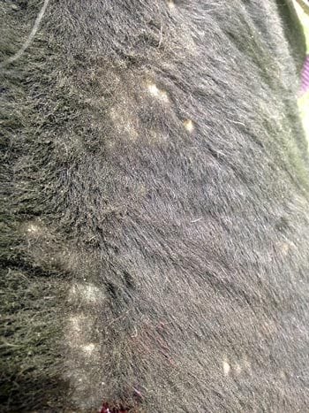 Figure 3. Early changes to hair quality, with areas of alopecia secondary to insect bite hypersensitivity.