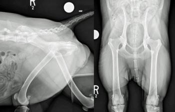 Figure 1. Lateral and ventrodorsal views of the pelvis of a 14-month-old labradoodle with bilateral coxofemoral OA secondary to initial hip dysplasia. Although initially responsive to treatment with NSAIDs, the associated lameness, pain and reduced function have become non-responsive. One potential reason for this would be the development of a maladaptive component of pain necessitating a change/addition to the therapeutic plan.   