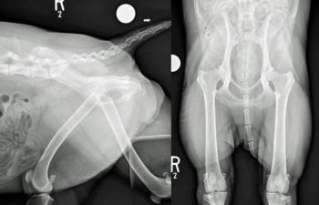 Figure 1. Lateral and ventrodorsal views of the pelvis of a 14-month-old labradoodle with bilateral coxofemoral OA secondary to initial hip dysplasia. Although initially responsive to treatment with NSAIDs, the associated lameness, pain and reduced function have become non-responsive. One potential reason for this would be the development of a maladaptive component of pain necessitating a change/addition to the therapeutic plan.