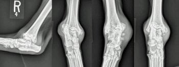 Figure 2. Mediolateral, oblique and plantarodorsal views of the right hock of a three-year old Bernese mountain dog with severe OA secondary to initial osteochondritis dissecans. Although the pain likely started as inflammatory pain, at this point in the disease process, maladaptive pain is also a component making the condition recalcitrant to therapy with NSAIDs. The search for novel, non-NSAID therapies is critical for patients such as these – especially as a commercially available joint replacement for the hock is not yet available, limiting salvage options to pantarsal arthrodesis.   