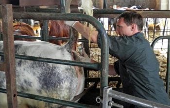 Vet Ian Roper, of Westpoint Farm Vets, taking a blood sample.