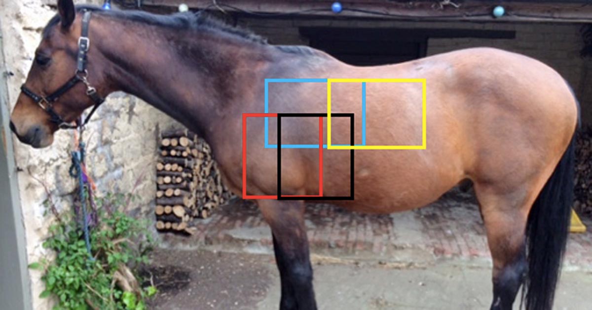 Figure 1. The four overlapping regions that should be radiographed to image the lung fields; cranioventral region shown in red, caudoventral in black, craniodorsal in blue and caudodorsal in yellow.