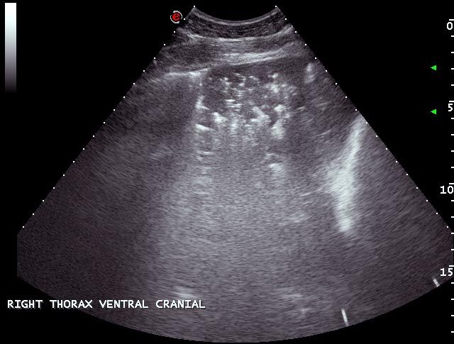 Figure 11. An ultrasonograph of the ventral thorax from a horse with pleuropneumonia. The lung tip is surrounded by pleural fluid and has become consolidated. An irregular hyperechoic line deep to the abscess indicates the air interface deep to the pleural surface.